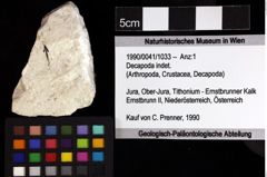 Foto (Objket + Etiketten) von Decapoda indet. 